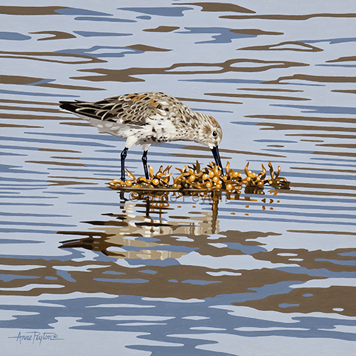 Dunlin