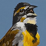 Dickcissel