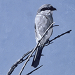 Shrike!